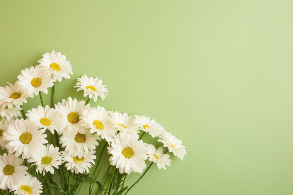 Fresh and green white daisy flower petal plant.
