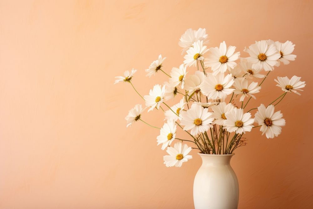 White daisy flowers plant petal inflorescence.