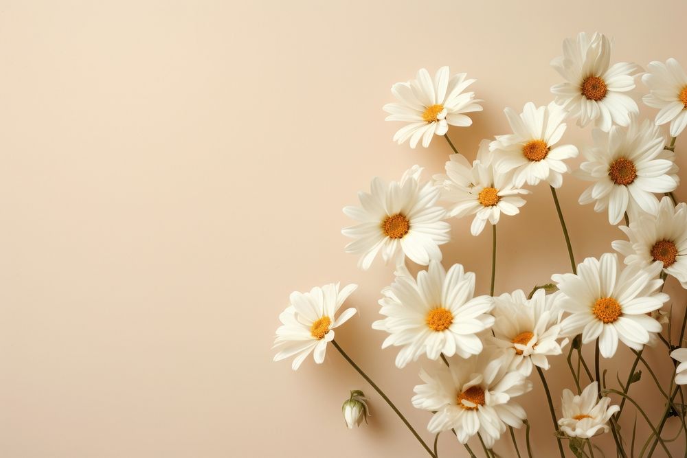 White daisy flowers blossom petal plant.
