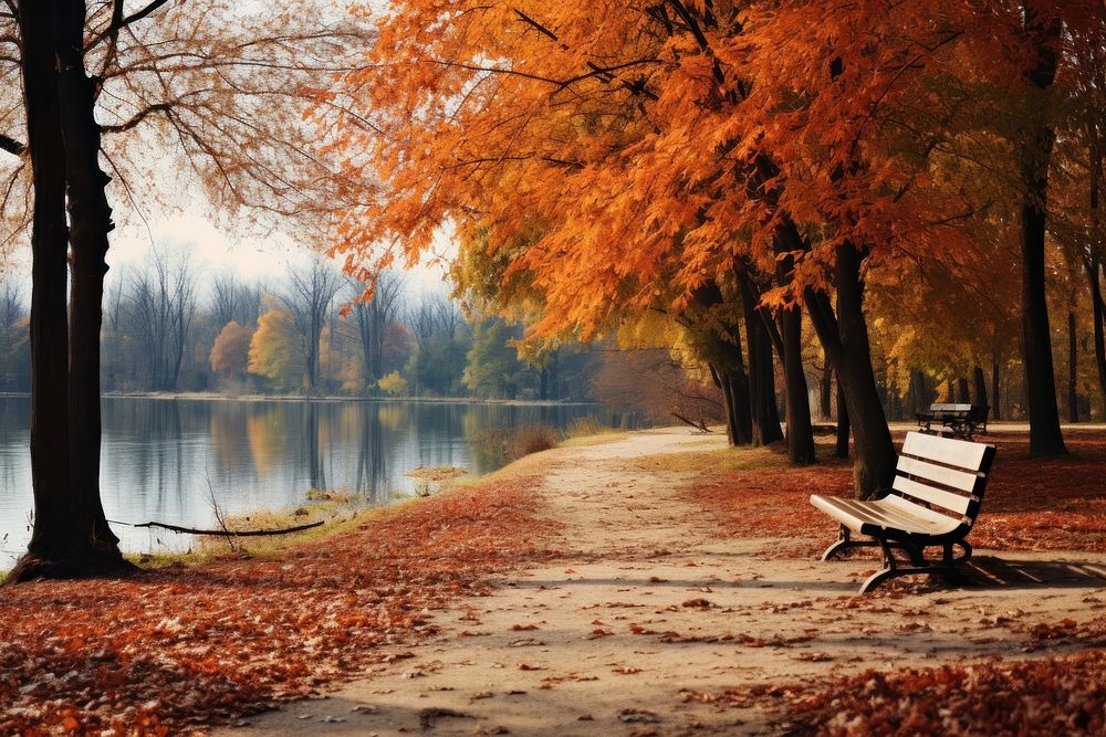 Autumn landscape outdoors nature bench.