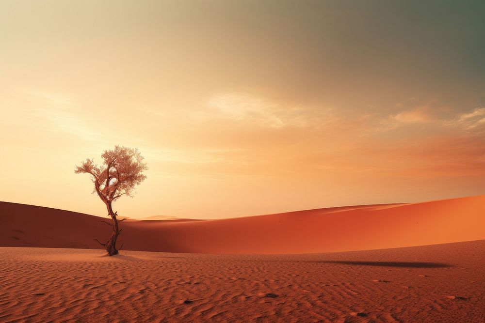 Oasis at sunset in a sandy desert landscape outdoors horizon.