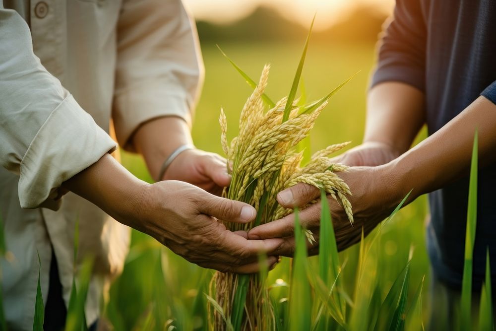 Farmers use their hands to holding on rice farm outdoors nature.