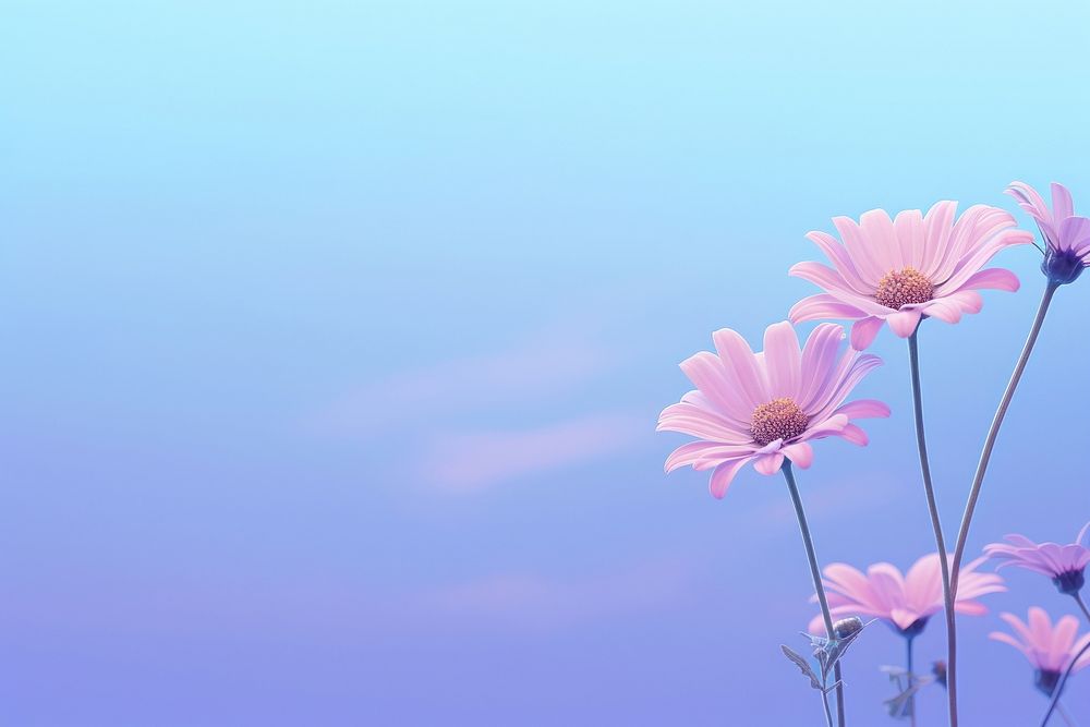  A colorful Daisy feild wallpaper in the morning flower purple backgrounds. AI generated Image by rawpixel.