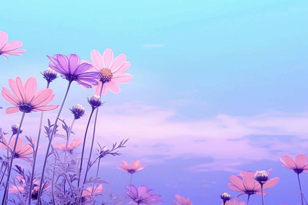  A colorful Daisy feild wallpaper in the morning flower purple backgrounds. AI generated Image by rawpixel.