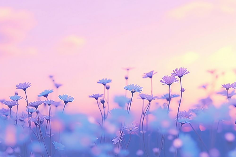  A colorful Daisy feild wallpaper in the morning flower purple backgrounds. 