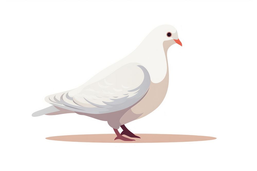 White pigeon animal bird white background. AI generated Image by rawpixel.