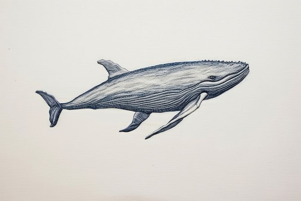 A whale in embroidery style drawing animal mammal.