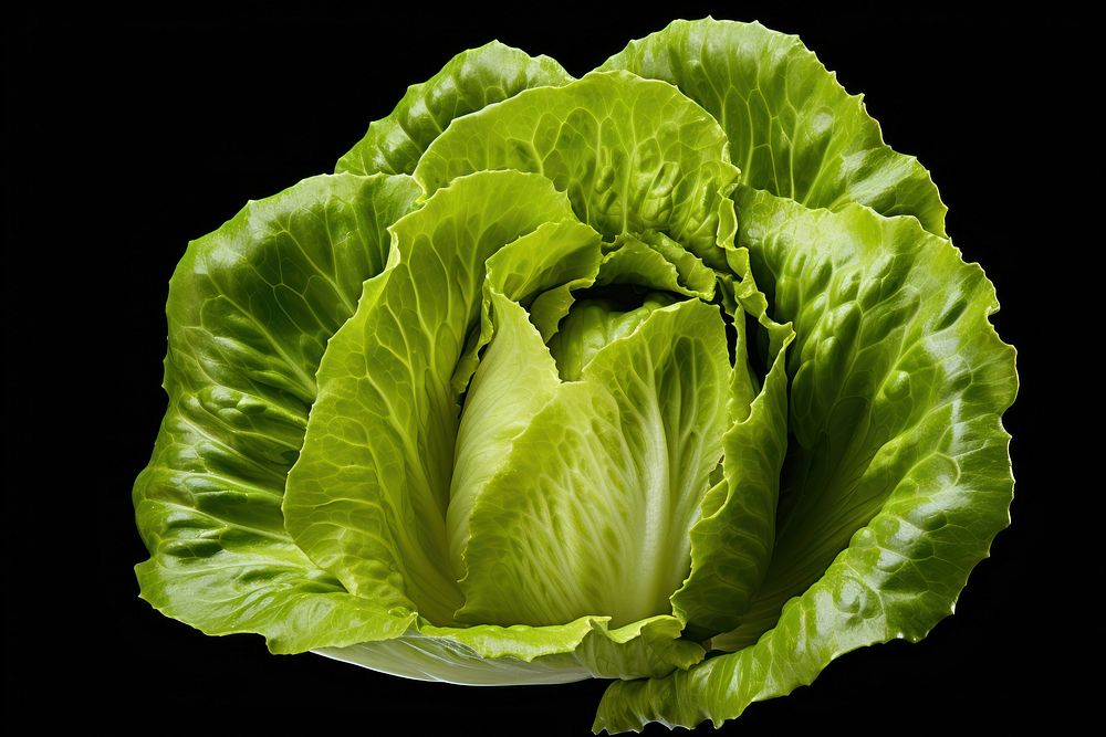 Butter Lettuce lettuce vegetable plant. AI generated Image by rawpixel.