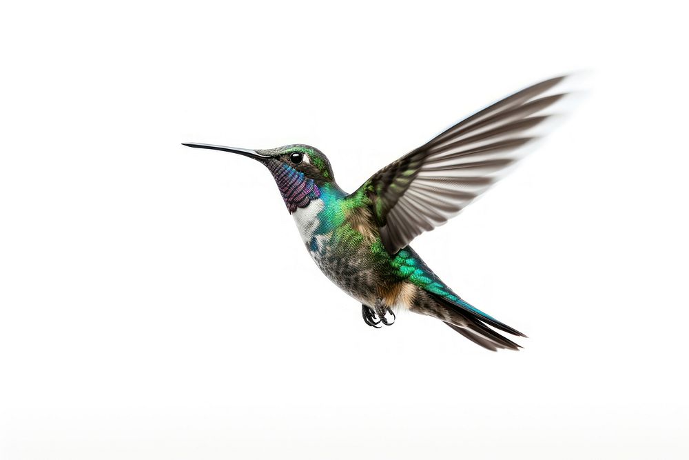 Hummingbird flying animal white background wildlife. AI generated Image by rawpixel.