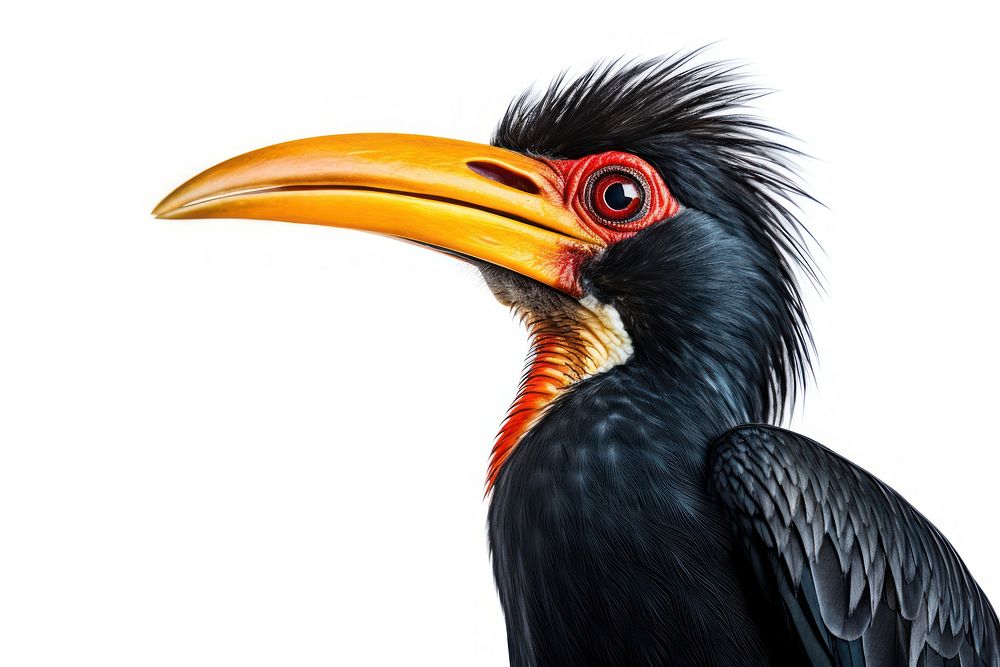 Hornbil animal beak bird. AI generated Image by rawpixel.