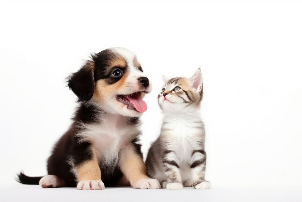 Puppies and kittens playing together mammal animal puppy. AI generated Image by rawpixel.