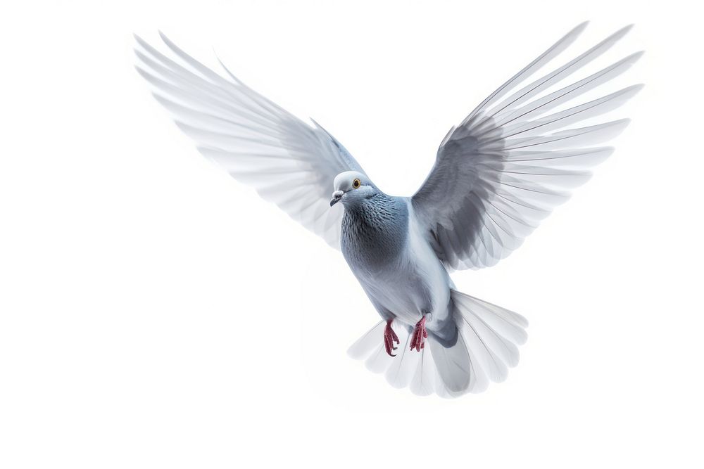 Pigeon flying animal white bird. AI generated Image by rawpixel.