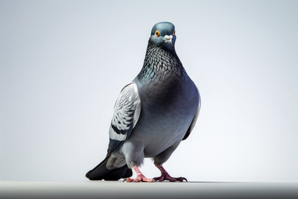 Pigeon flying animal bird wildlife. AI generated Image by rawpixel.