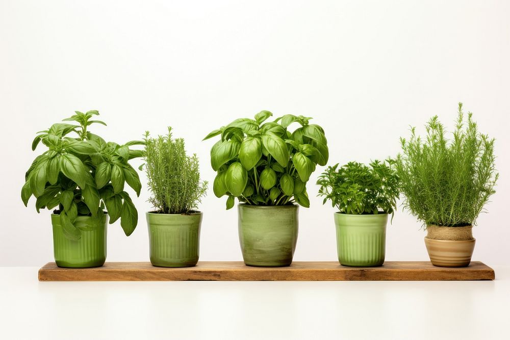 Potted green herbs plant arrangement houseplant. AI generated Image by rawpixel.