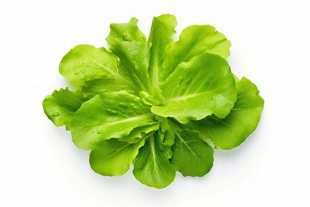 Salad laitue verte vegetable lettuce plant. AI generated Image by rawpixel.