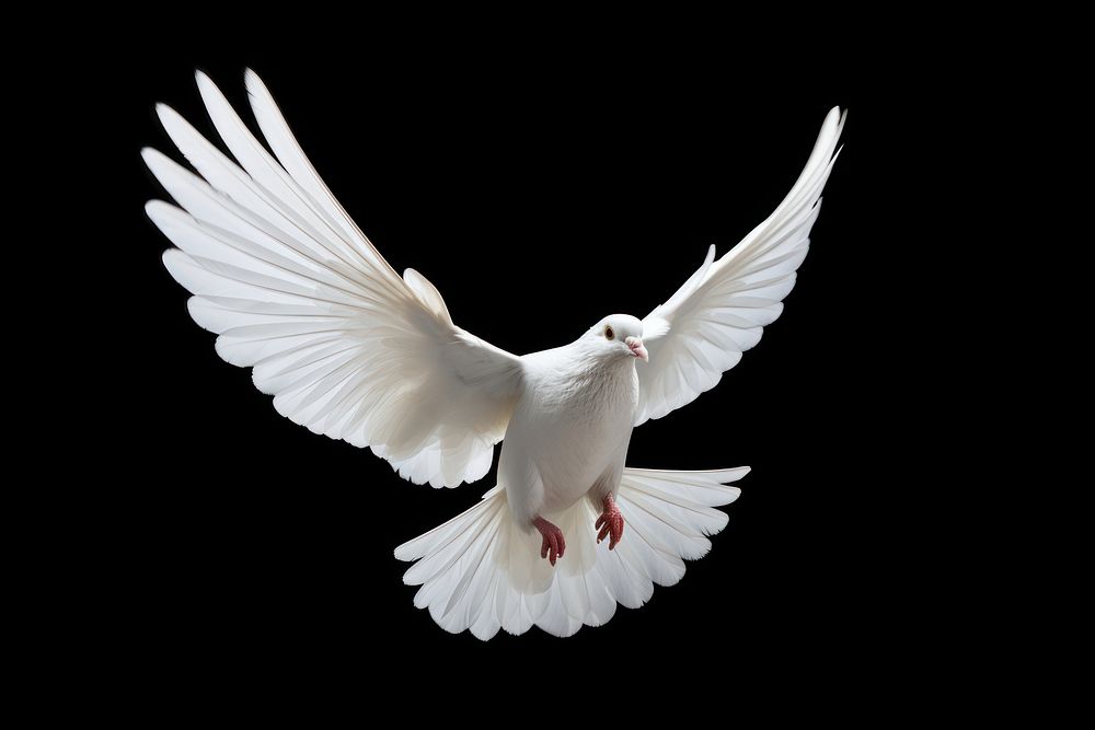 White pigeon flying animal bird wildlife. AI generated Image by rawpixel.