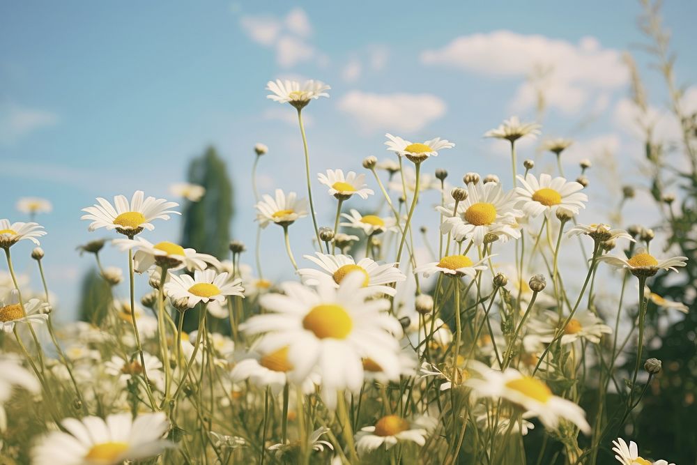 Wild herb meadow with flowering chamomile landscape grassland outdoors. AI generated Image by rawpixel.