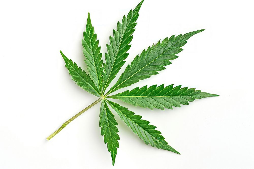 Cannabis leaf plant herbs white background.
