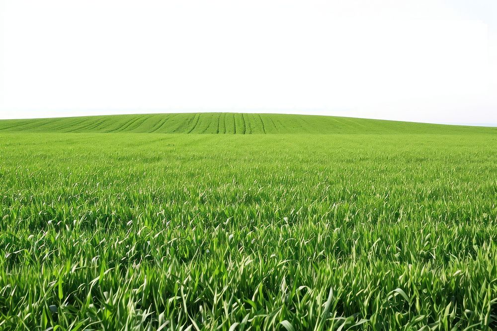 Field agriculture backgrounds outdoors.