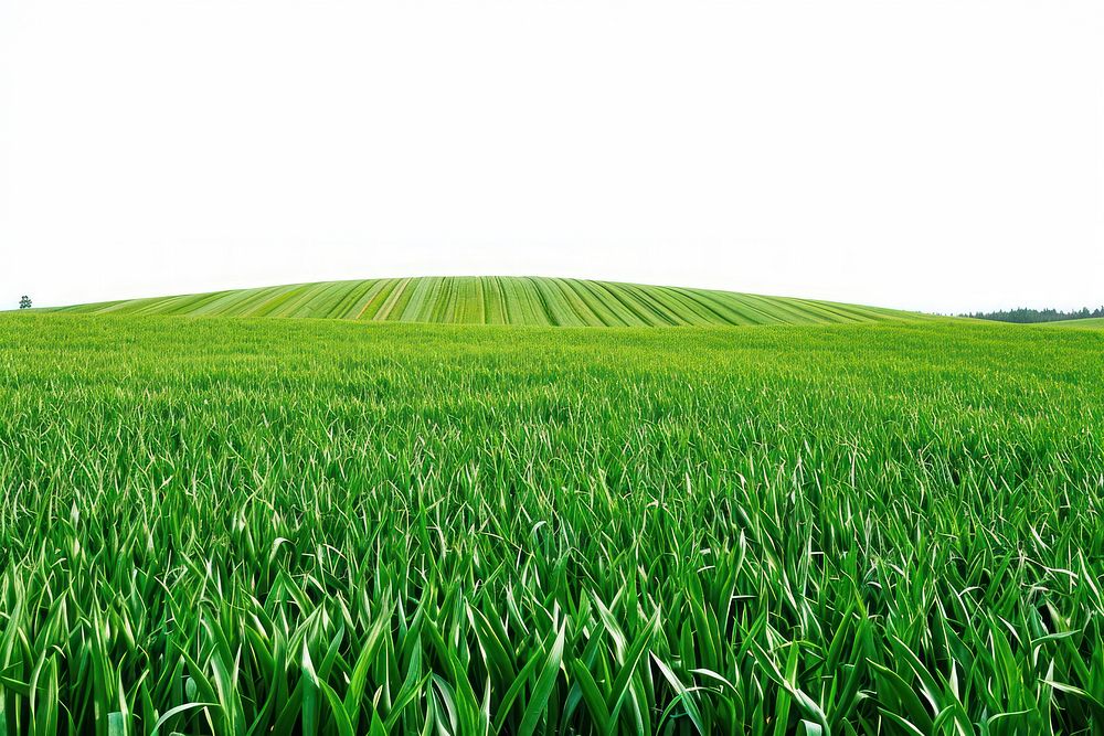 Field green agriculture grassland.