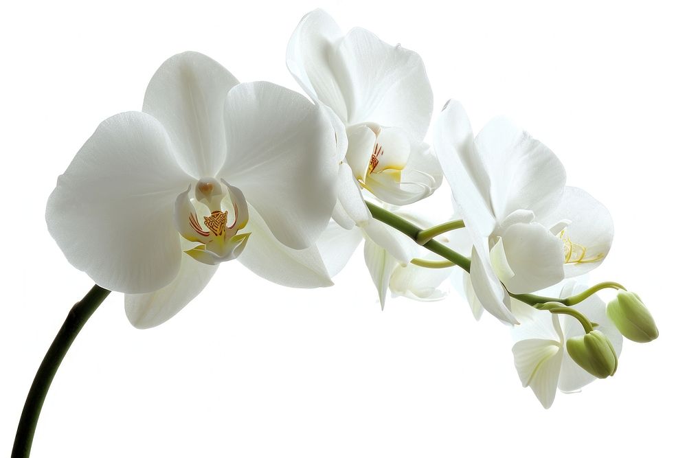 White orchid flower plant white background.