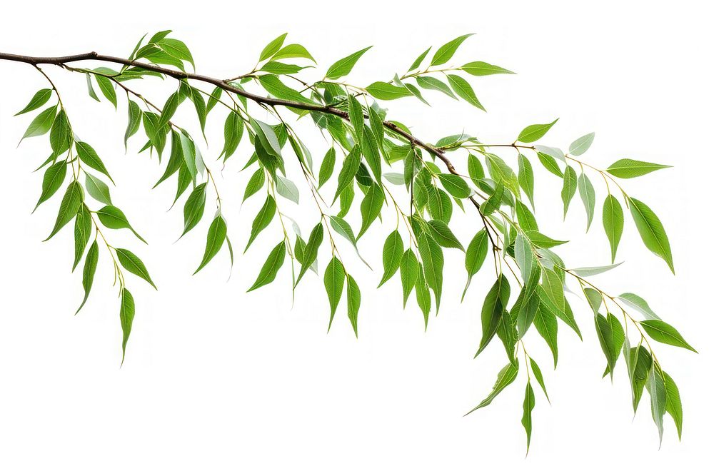Willow tree branch plant leaf freshness.