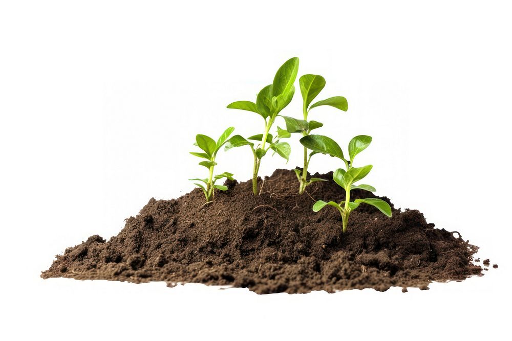 Several small plants are growing out of a dirt pile soil leaf white background. AI generated Image by rawpixel.