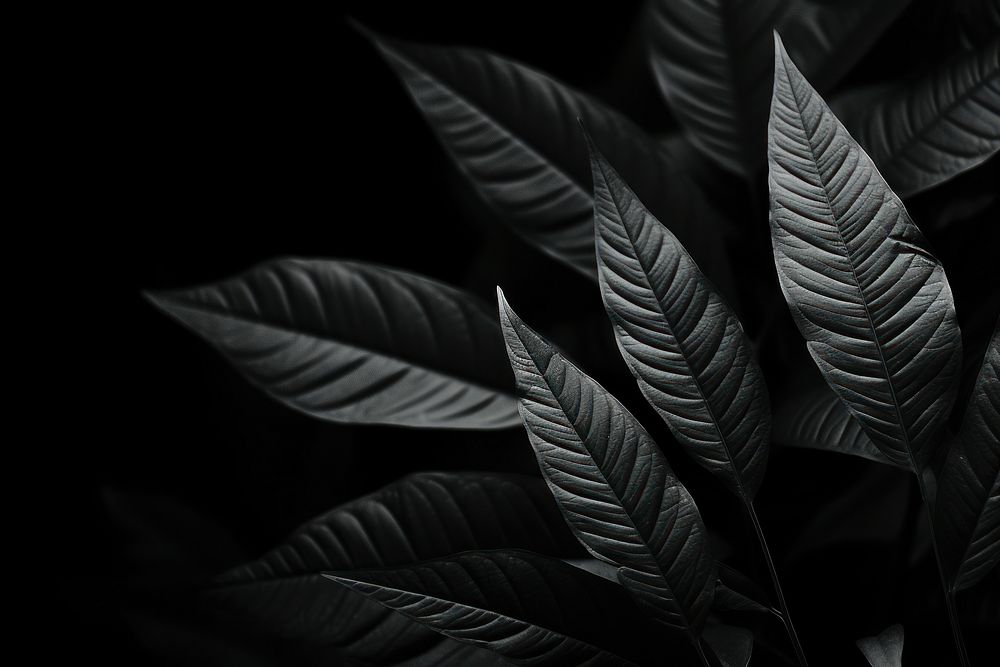 Picture of leafy dark desktop wallpaper black monochrome darkness. AI generated Image by rawpixel.