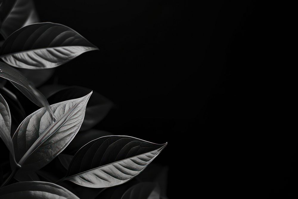 Picture of leafy dark desktop wallpaper black backgrounds white. AI generated Image by rawpixel.