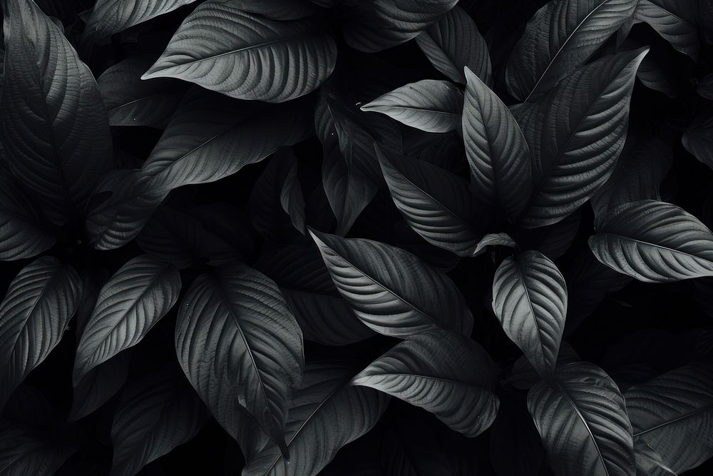 Picture of leafy dark desktop wallpaper black backgrounds monochrome. AI generated Image by rawpixel.