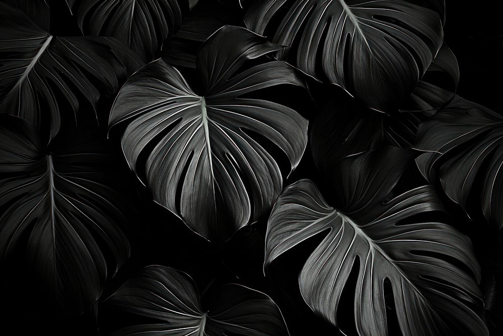 Black and white picture of large leaves backgrounds monochrome freshness. AI generated Image by rawpixel.