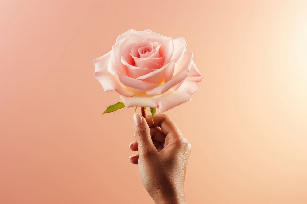 Hands holding rose flower plant inflorescence. AI generated Image by rawpixel.