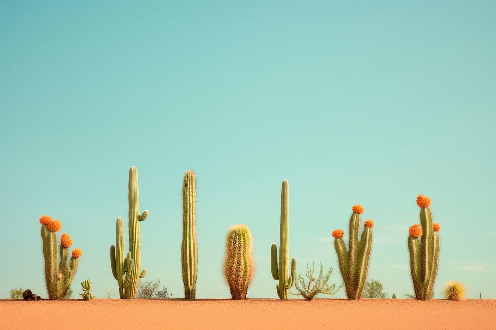 Cactuss landscape outdoors nature. AI generated Image by rawpixel.