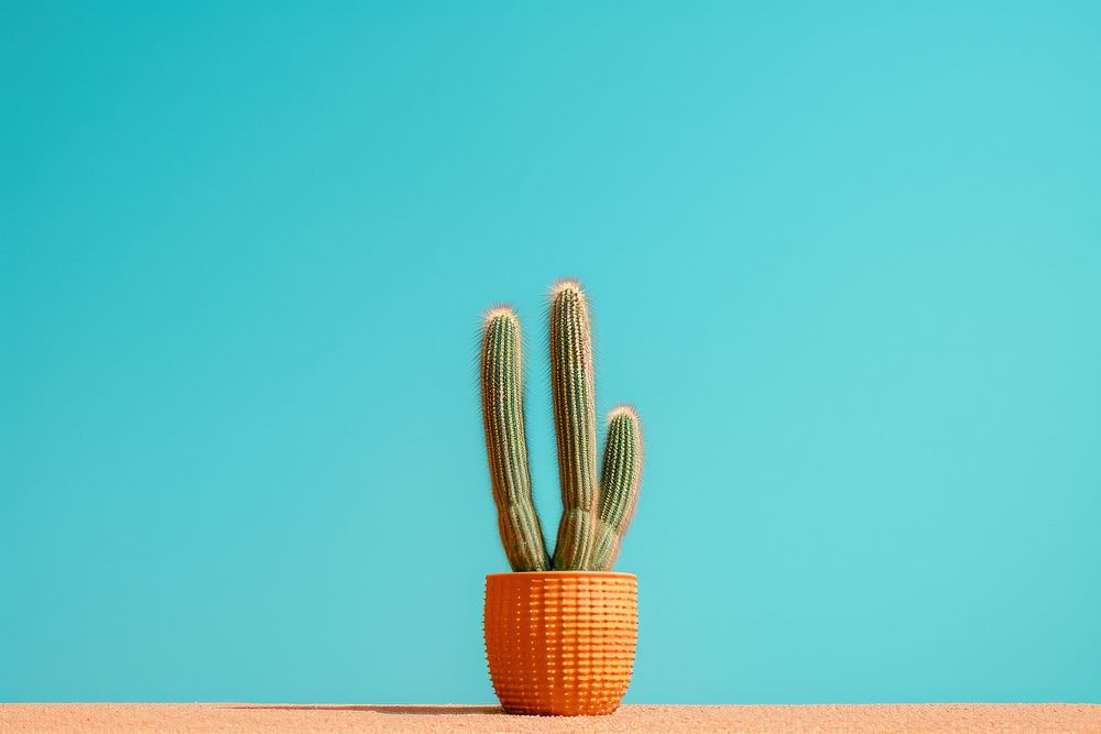 Cactuss plant houseplant flowerpot. AI generated Image by rawpixel.