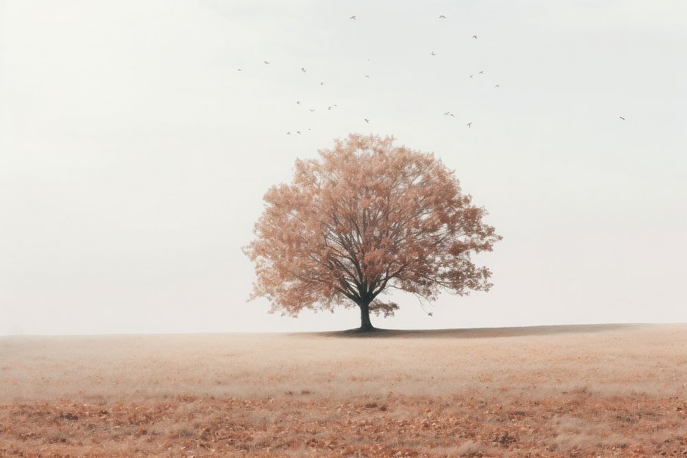 A large tree in the middle of a field with leaves on the ground plant bird tranquility.