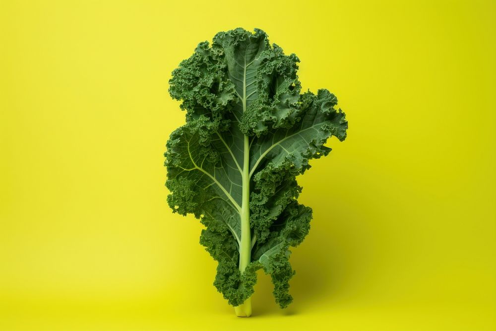 Kale vegetable plant food.