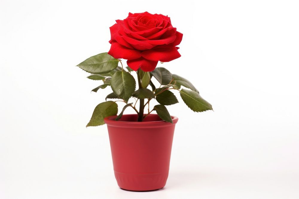 Red rose plant flower white background. AI generated Image by rawpixel.