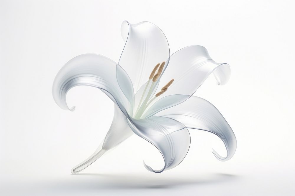 Lily shape flower plant white.