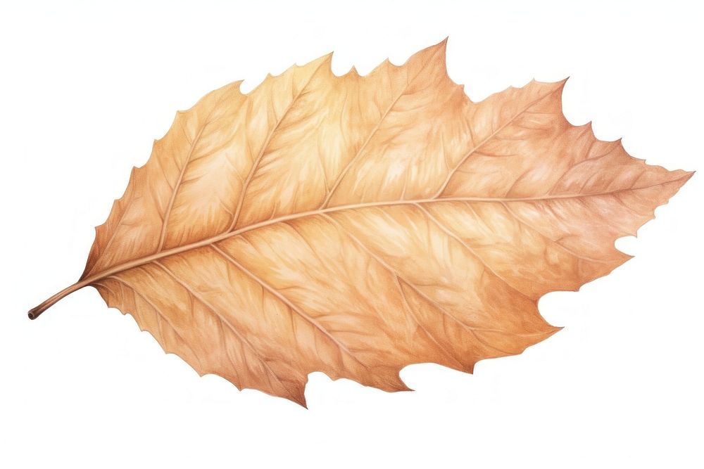 Autumn leaf plant tree white background. AI generated Image by rawpixel.