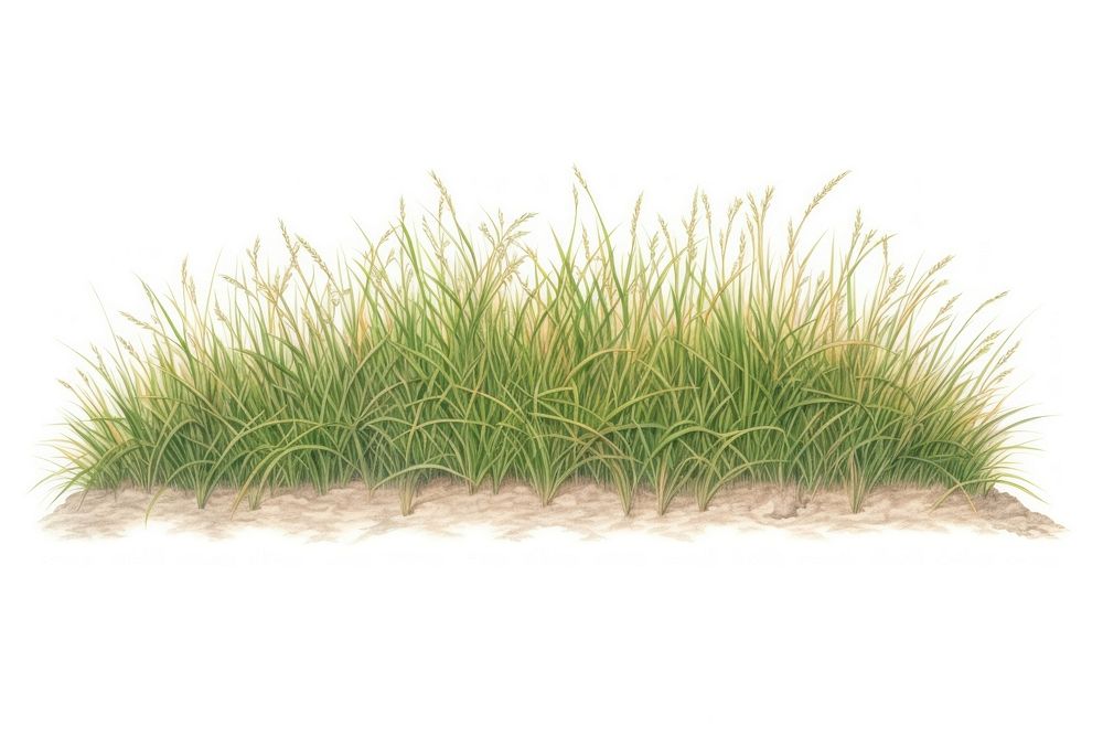 Grass field borders plant white background tranquility. AI generated Image by rawpixel.