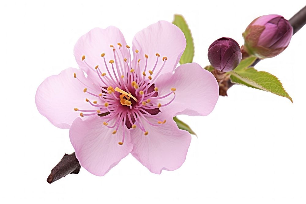 Blossom of plum tree flower petal plant.