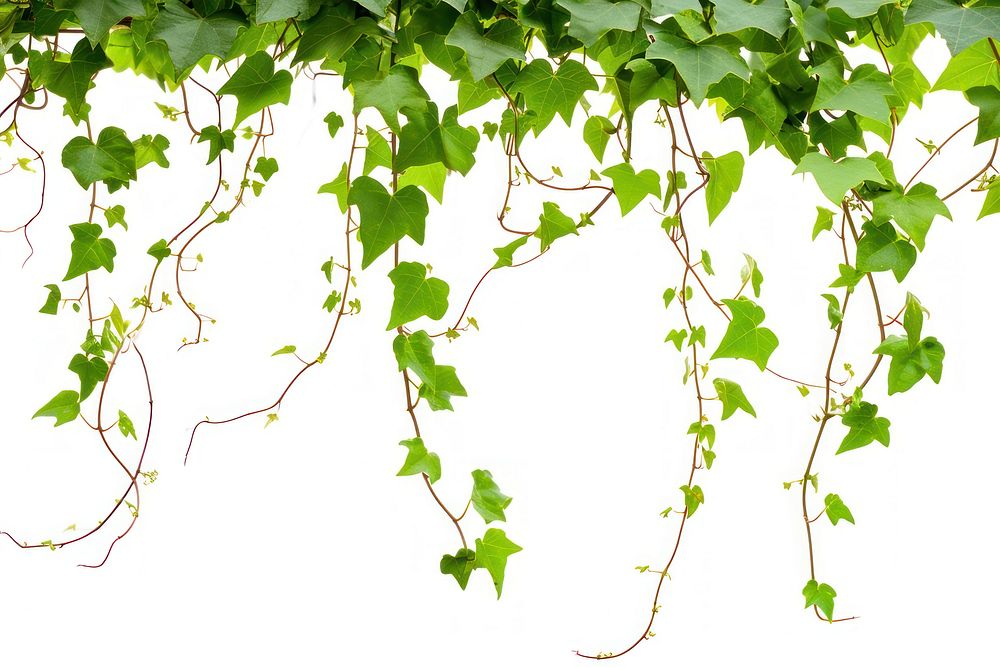 Hanging vines ivy backgrounds plant leaf.