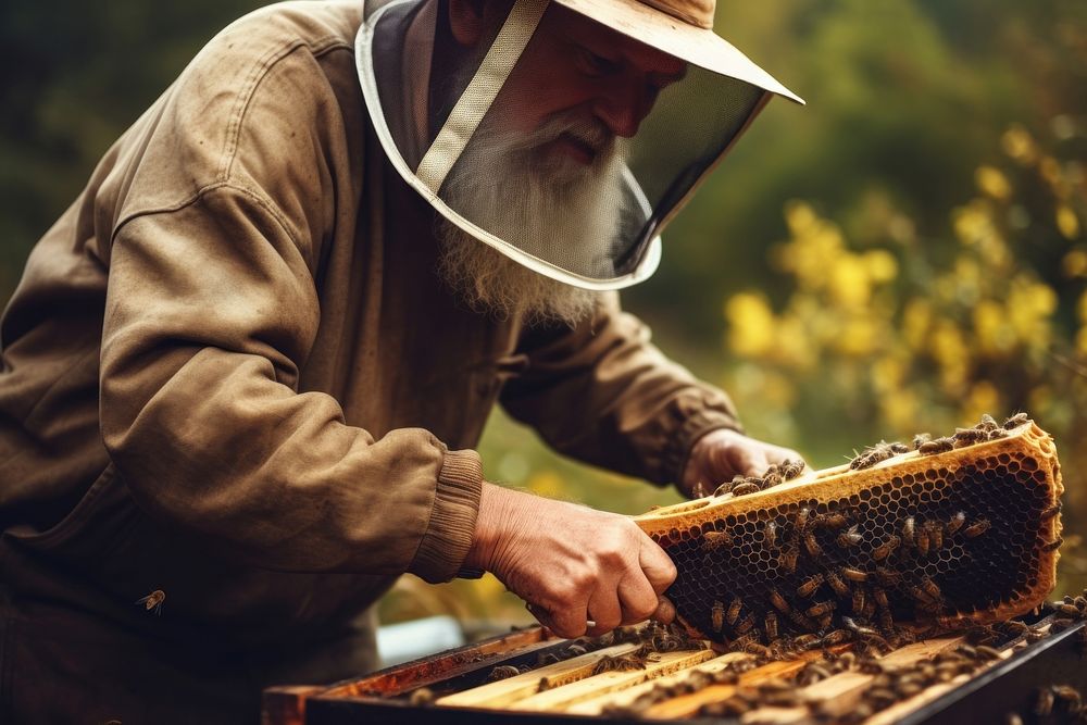 Man using beehive to harvest honey insect adult invertebrate.