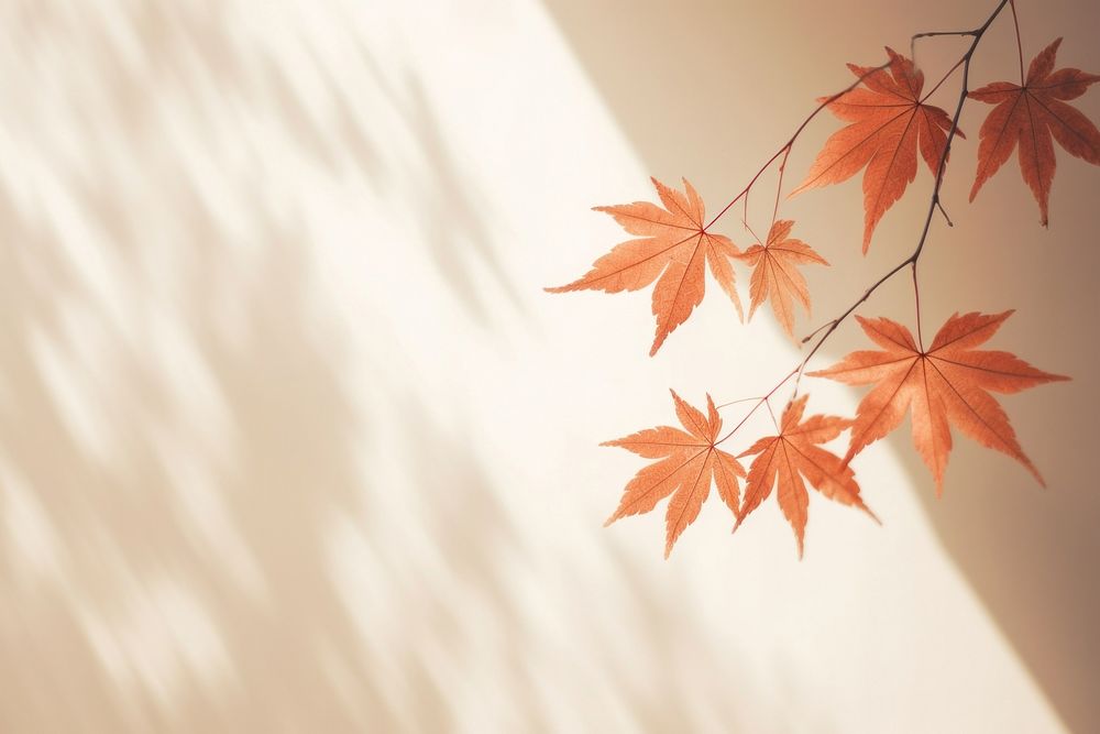 Shadow of the maple plant leaf tree. AI generated Image by rawpixel.