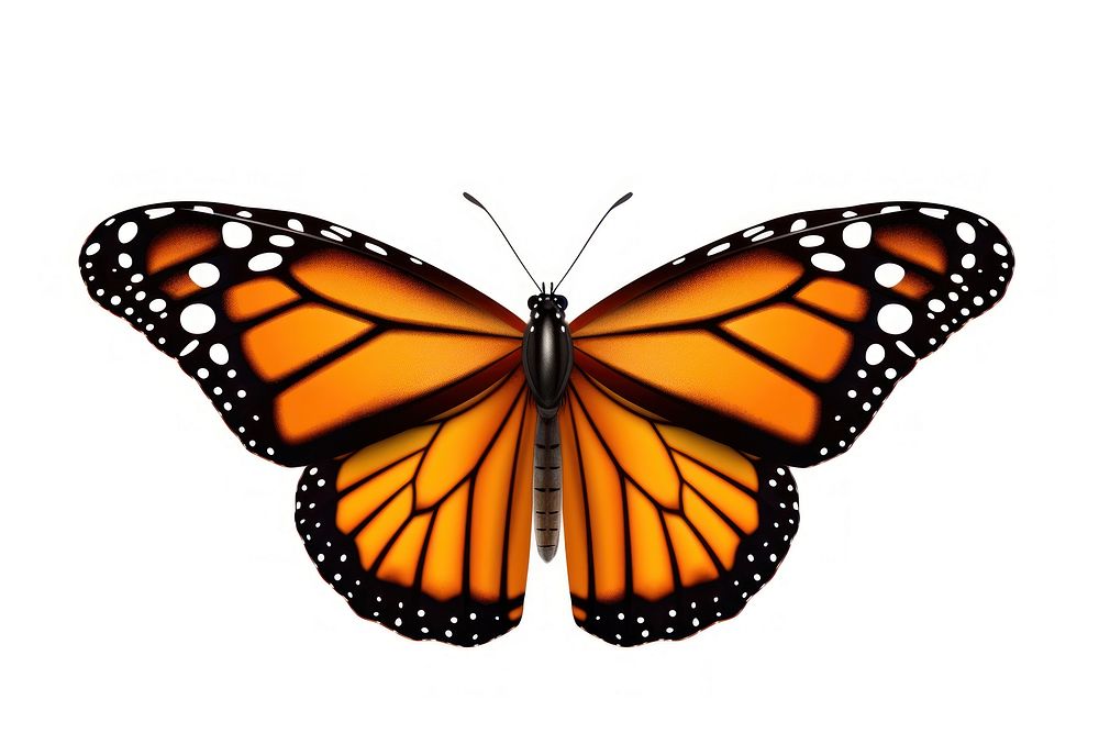 Monarch butterfly monarch insect animal. AI generated Image by rawpixel.