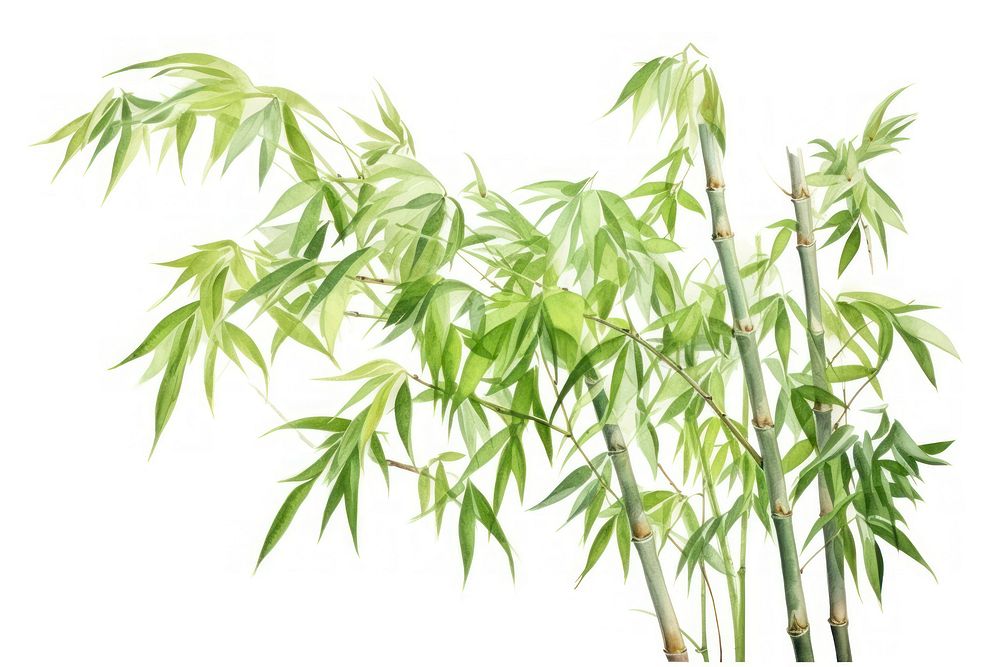 Bamboo bamboo plant white background.