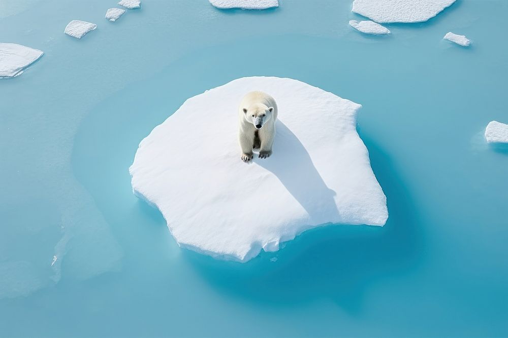 Polar bear standing wildlife outdoors iceberg.
