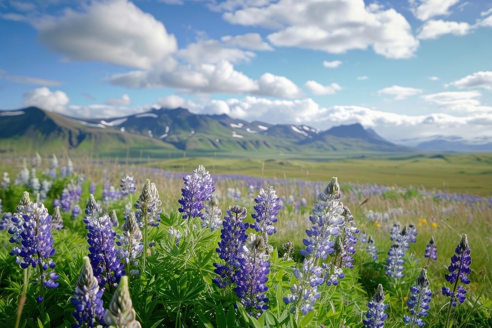 Lupine flowers on mountain land wilderness landscape.