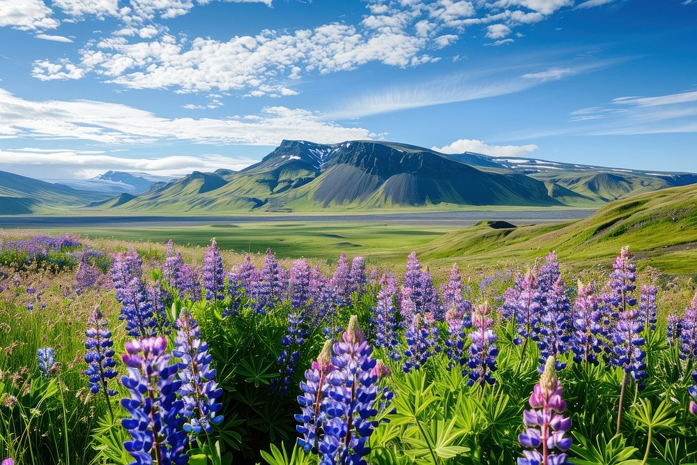 Lupine flowers on mountain land landscape grassland.