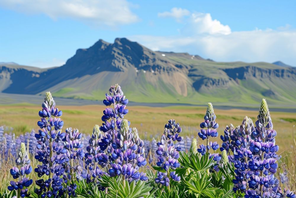 Lupine flowers on mountain landscape outdoors blossom.